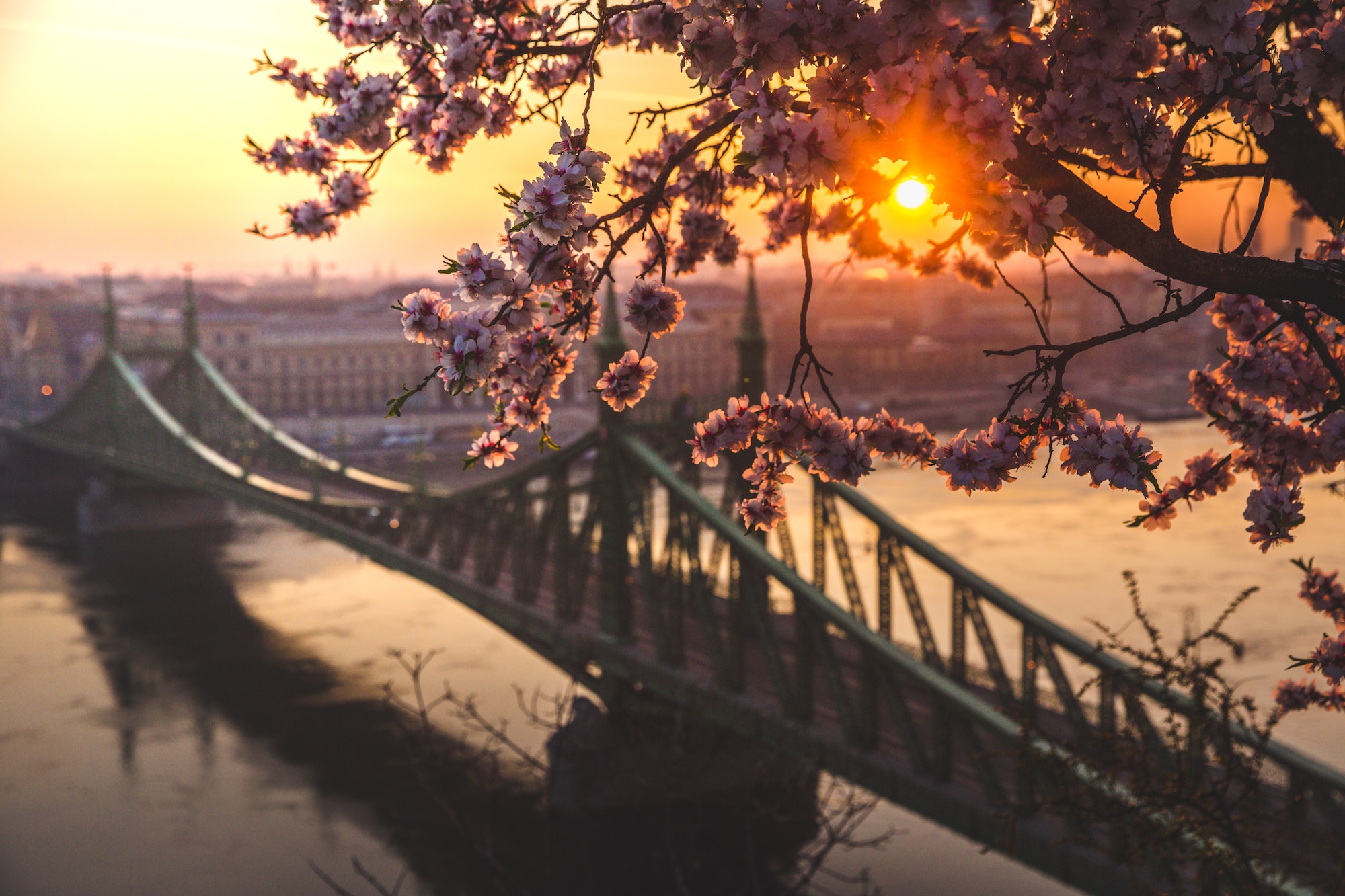 Beautiful Liberty Bridge at sunrise with cherry blossom in Budapest, Hungary. Spring has arrived to